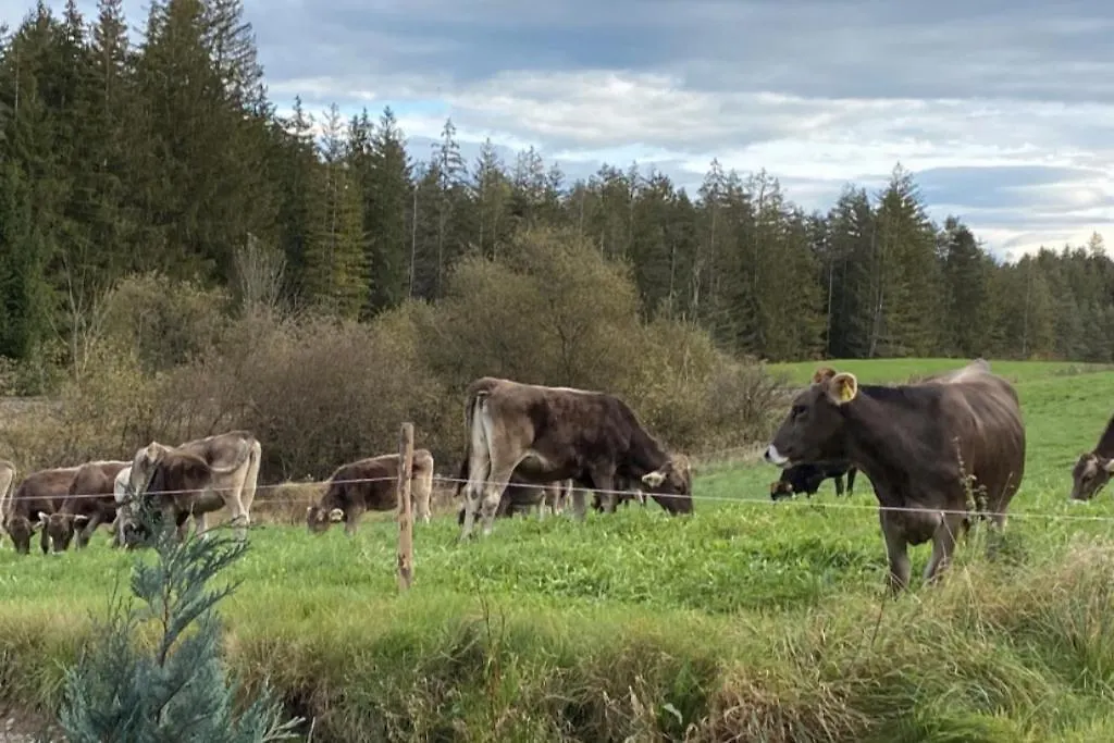 Semesterbostad Die Schorenmoos-Lodge Dietmannsried